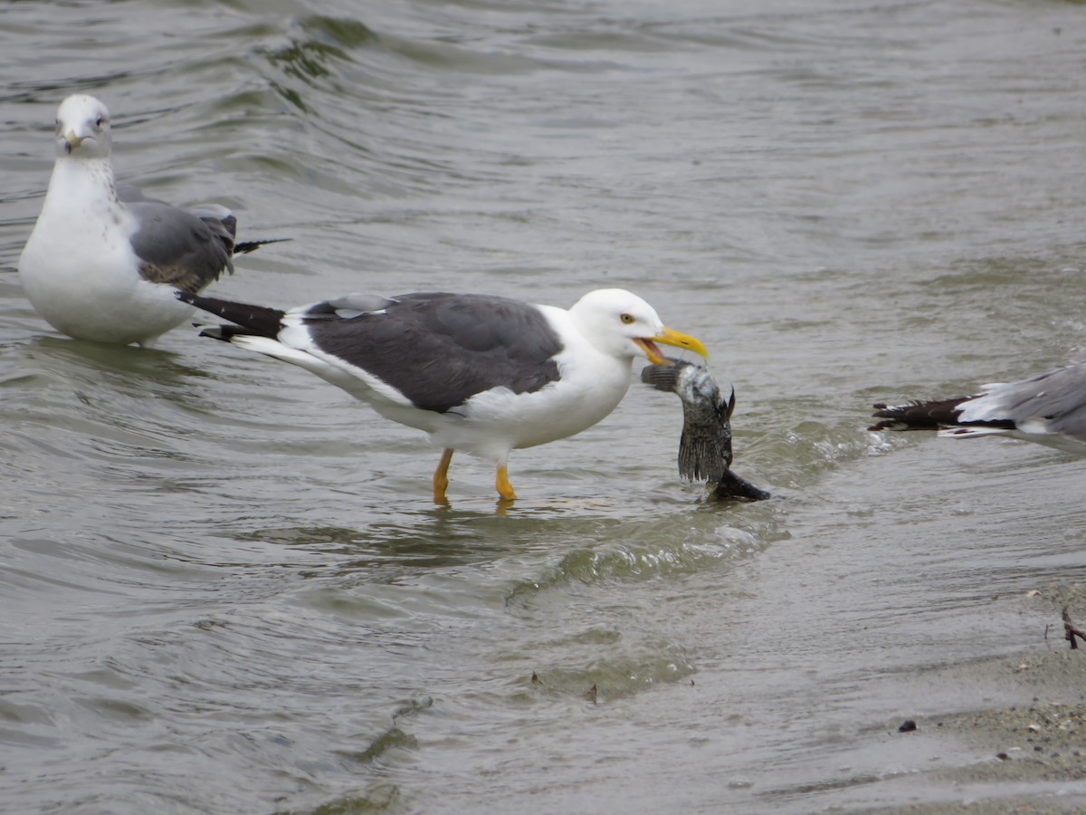 Yellow-footed Gull - Thomas Lopez