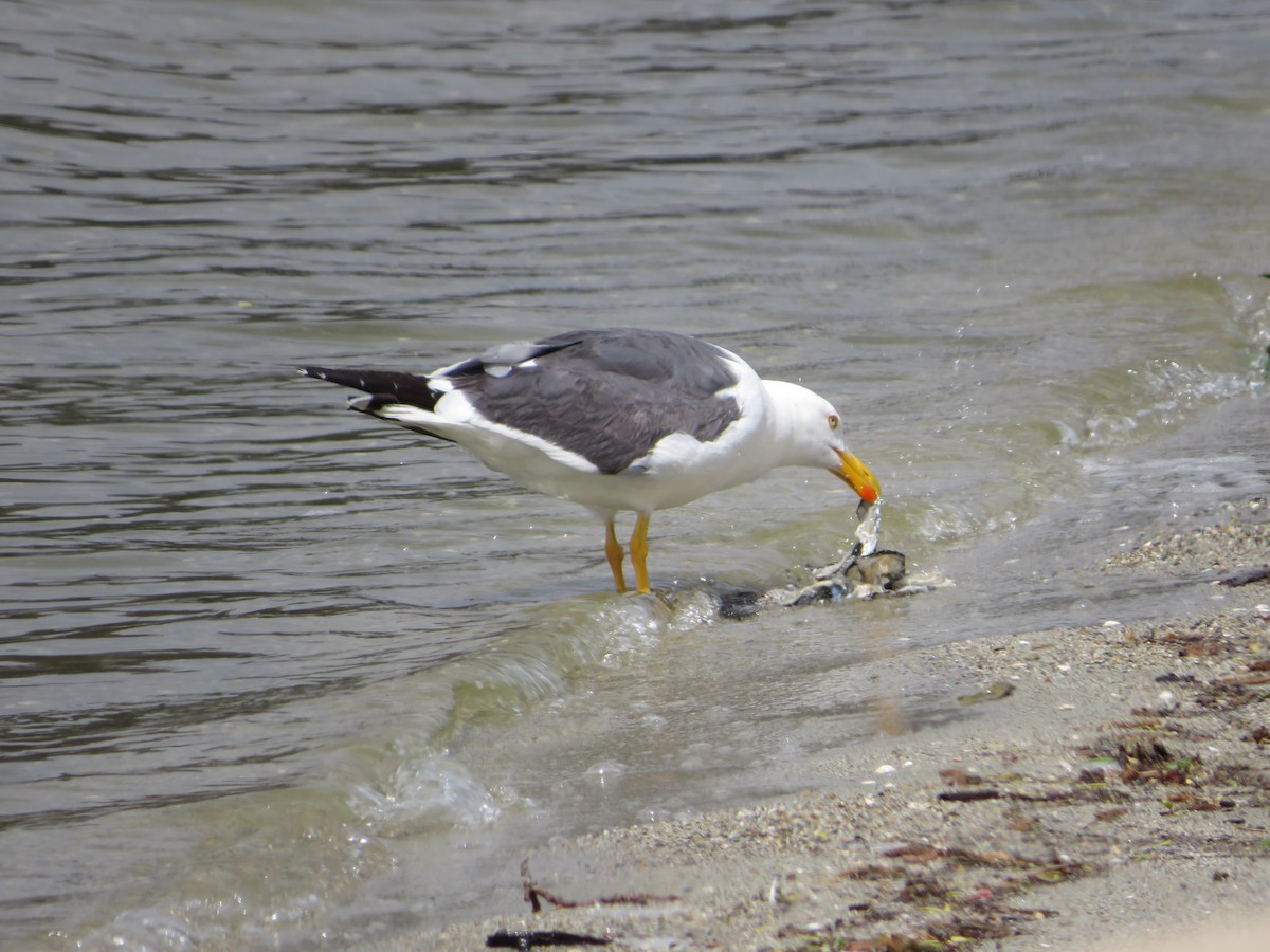 Gaviota de Cortés - ML617952237