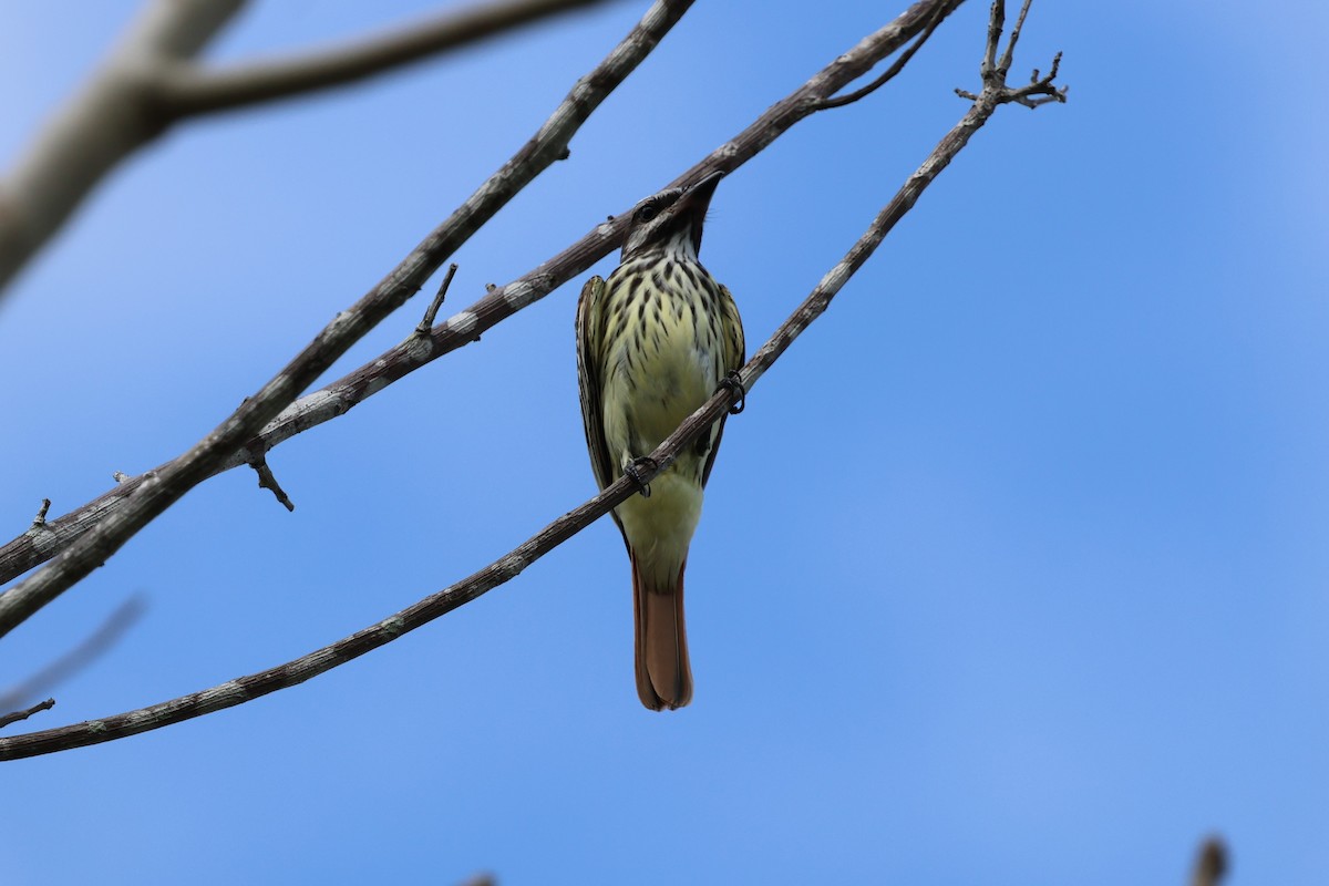 Sulphur-bellied Flycatcher - ML617952253