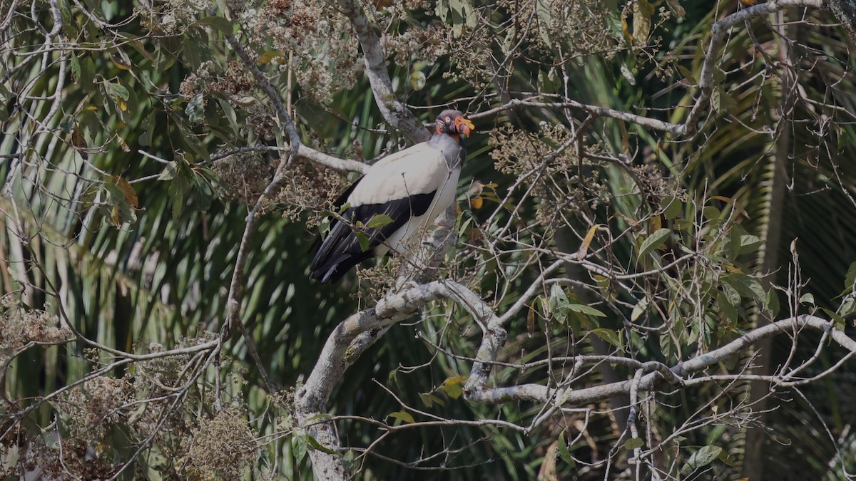 King Vulture - ML617952274