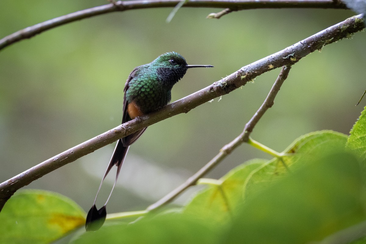 Colibrí de Raquetas Peruano - ML617952275