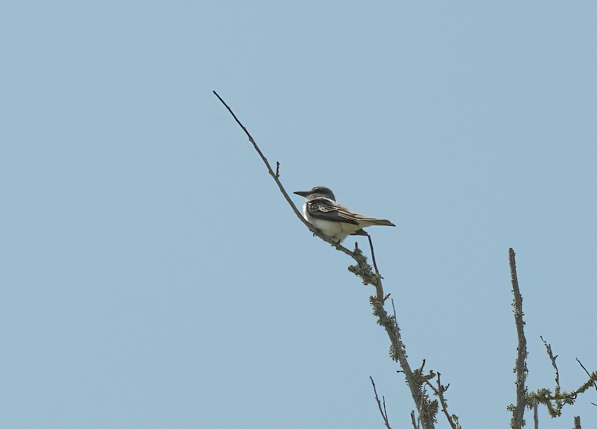 Gray Kingbird - ML617952289