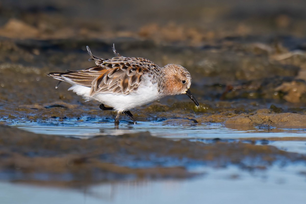 Red-necked Stint - Terence Alexander