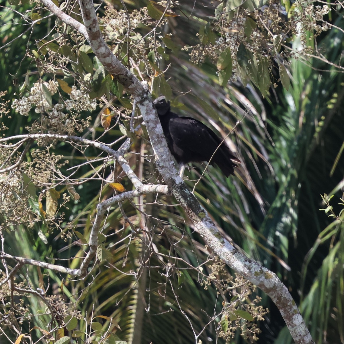 Black Vulture - ML617952303