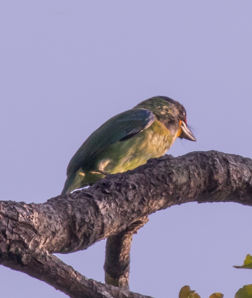 Necklaced Barbet - ML617952333