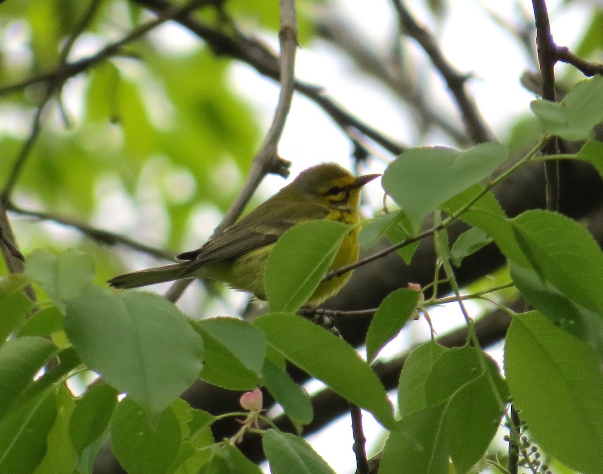 Prairie Warbler - Greg Moyers