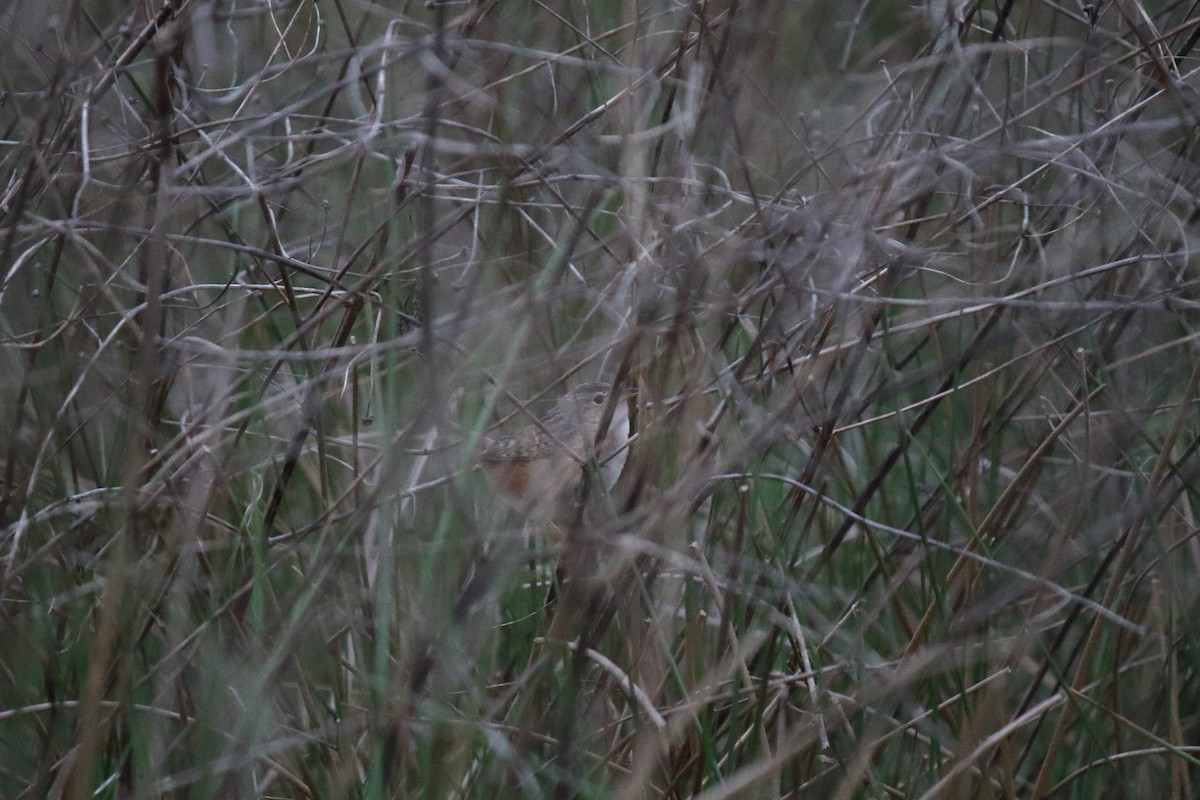 Sedge Wren - ML617952423