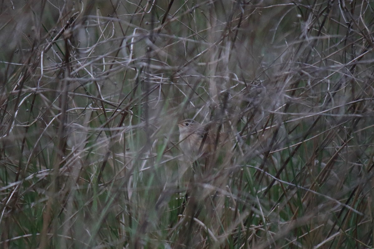 Sedge Wren - ML617952427