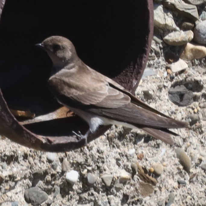 Northern Rough-winged Swallow - Charles (PAT) Dollard