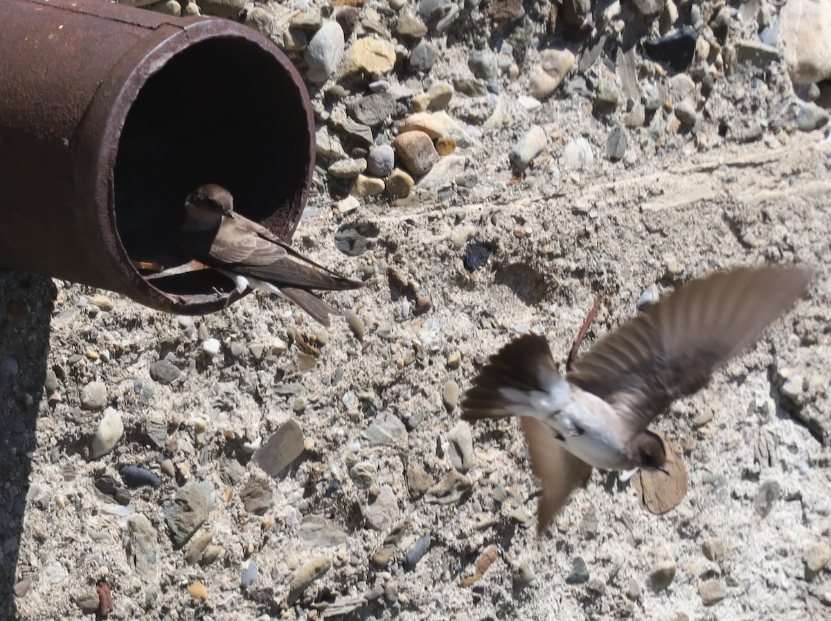 Northern Rough-winged Swallow - Charles (PAT) Dollard