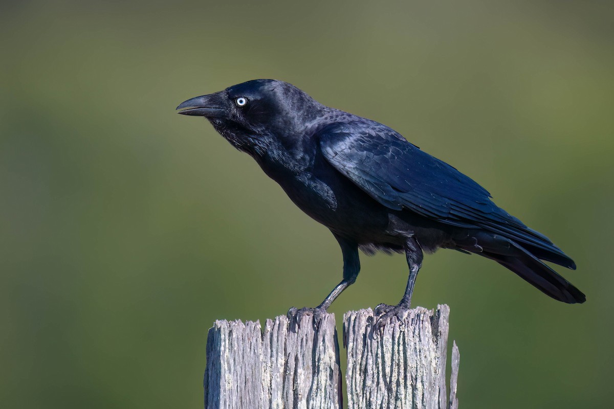 Torresian Crow - ML617952452