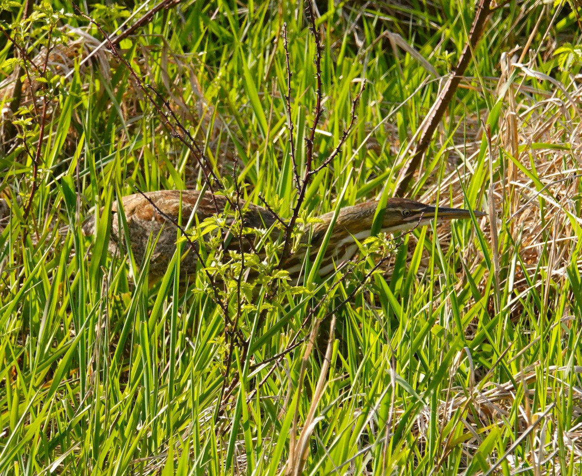 American Bittern - ML617952457