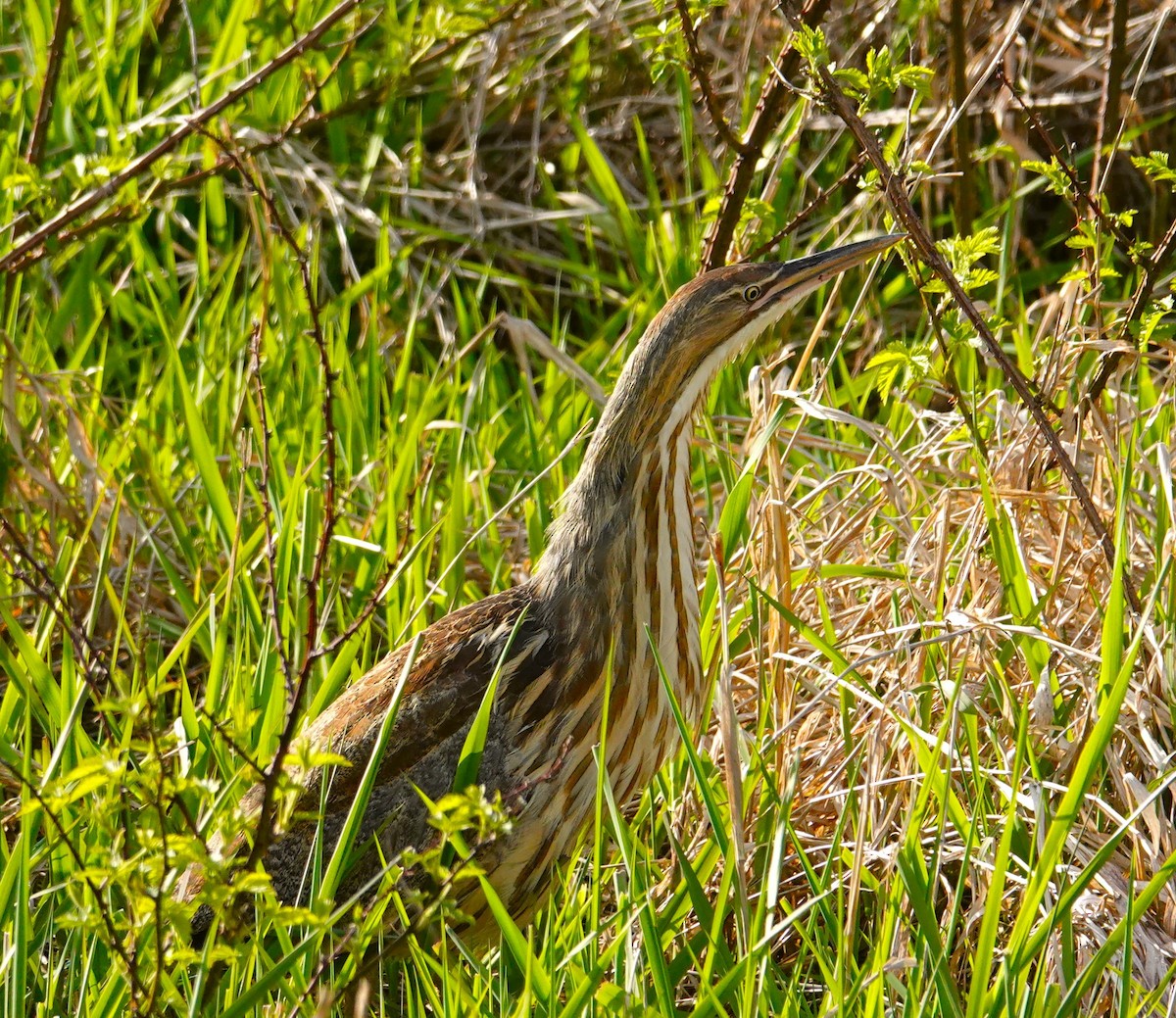 American Bittern - ML617952458