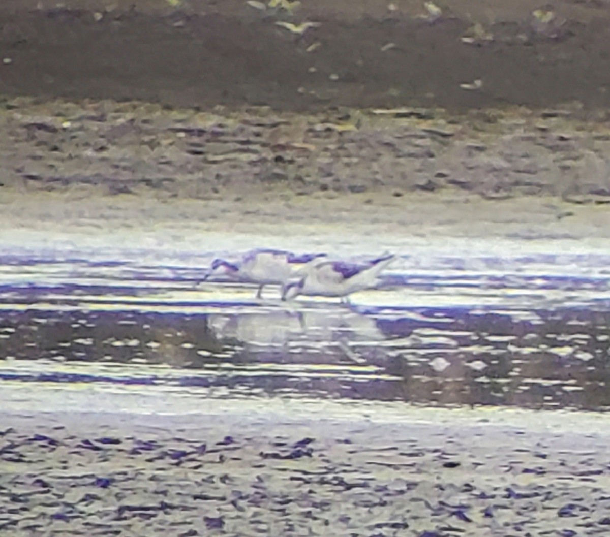 Wilson's Phalarope - ML617952519