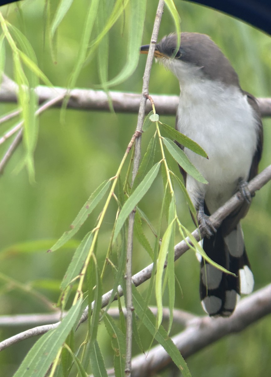 Yellow-billed Cuckoo - ML617952526