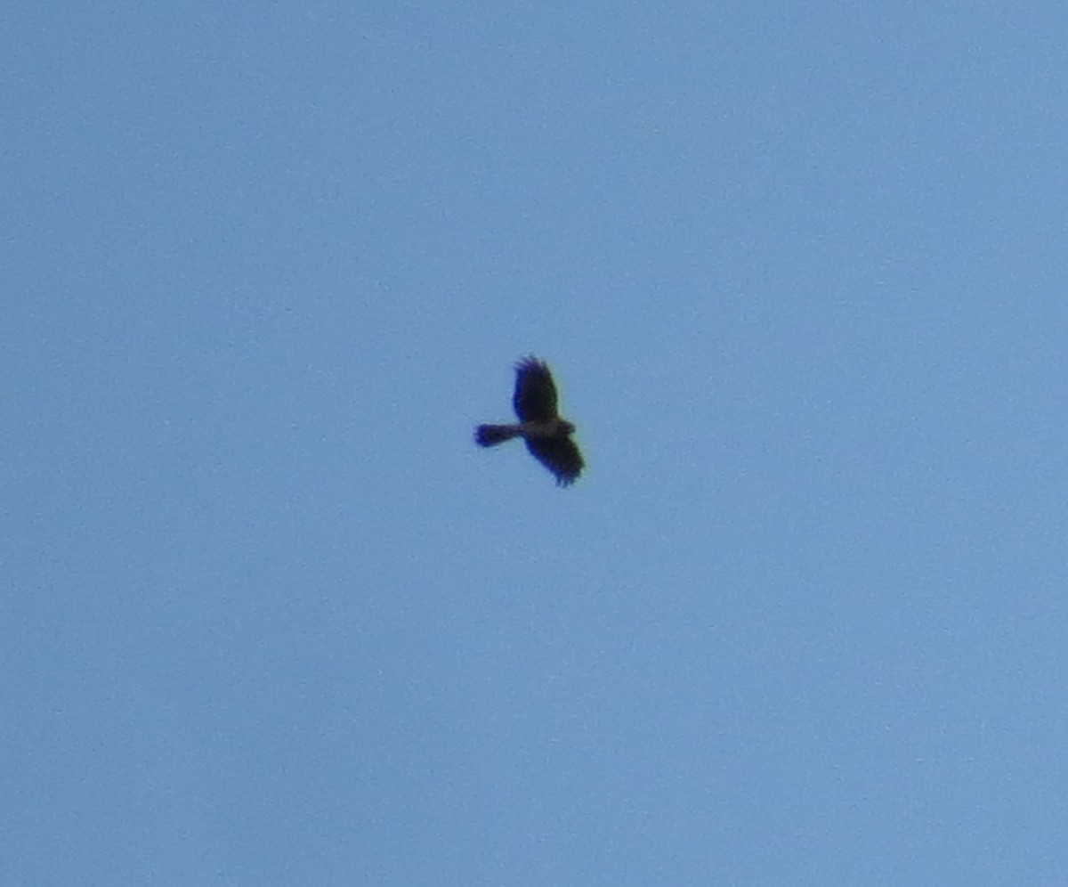 Northern Harrier - ML617952529