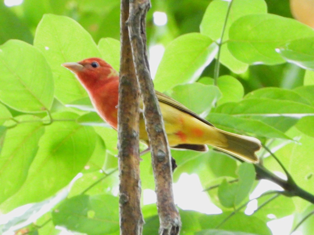 Summer Tanager - Mary Leigh