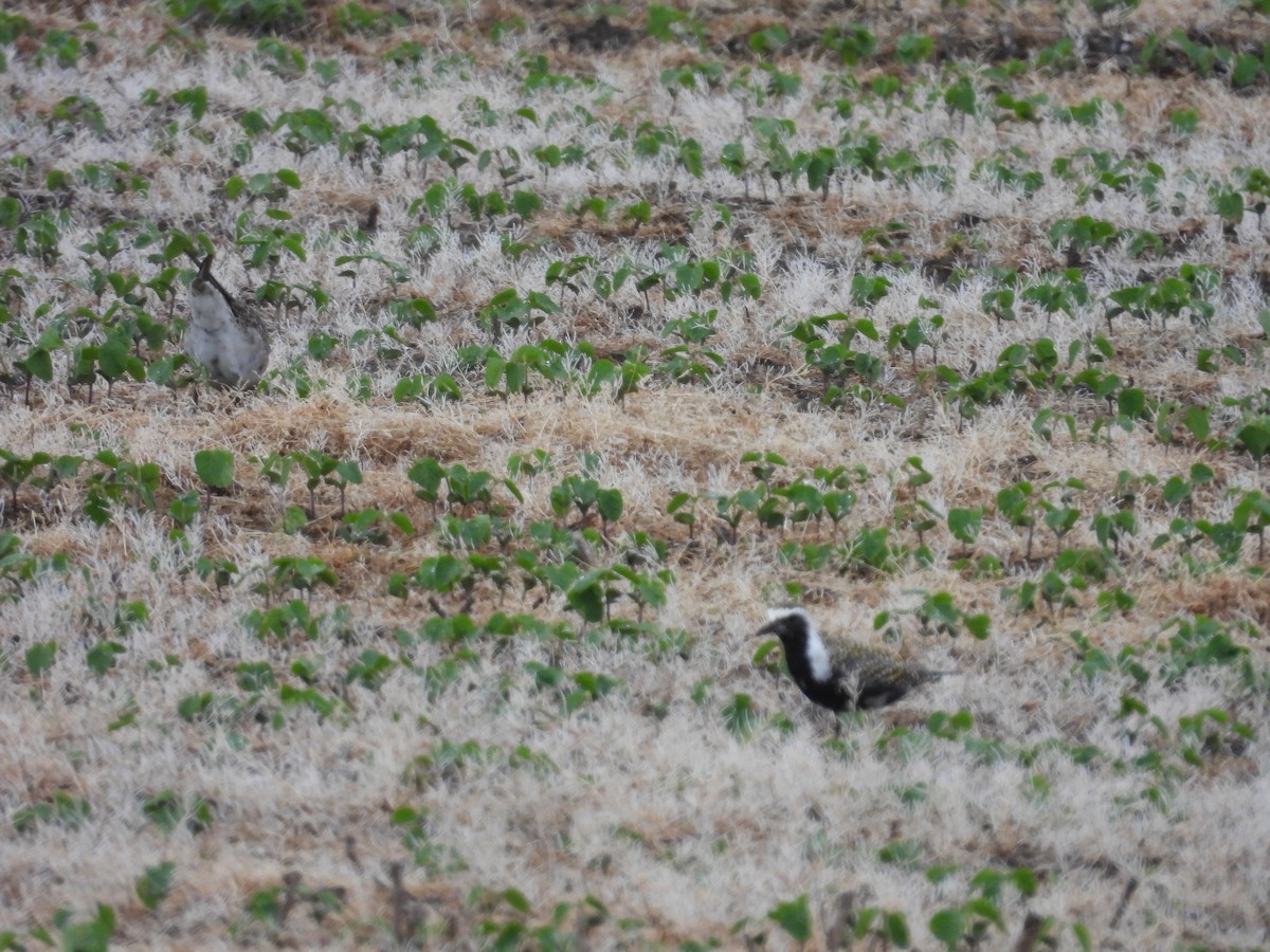 American Golden-Plover - ML617952573