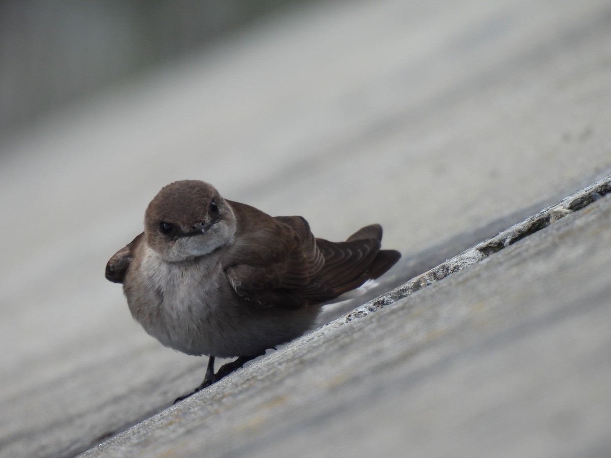 Northern Rough-winged Swallow - ML617952590