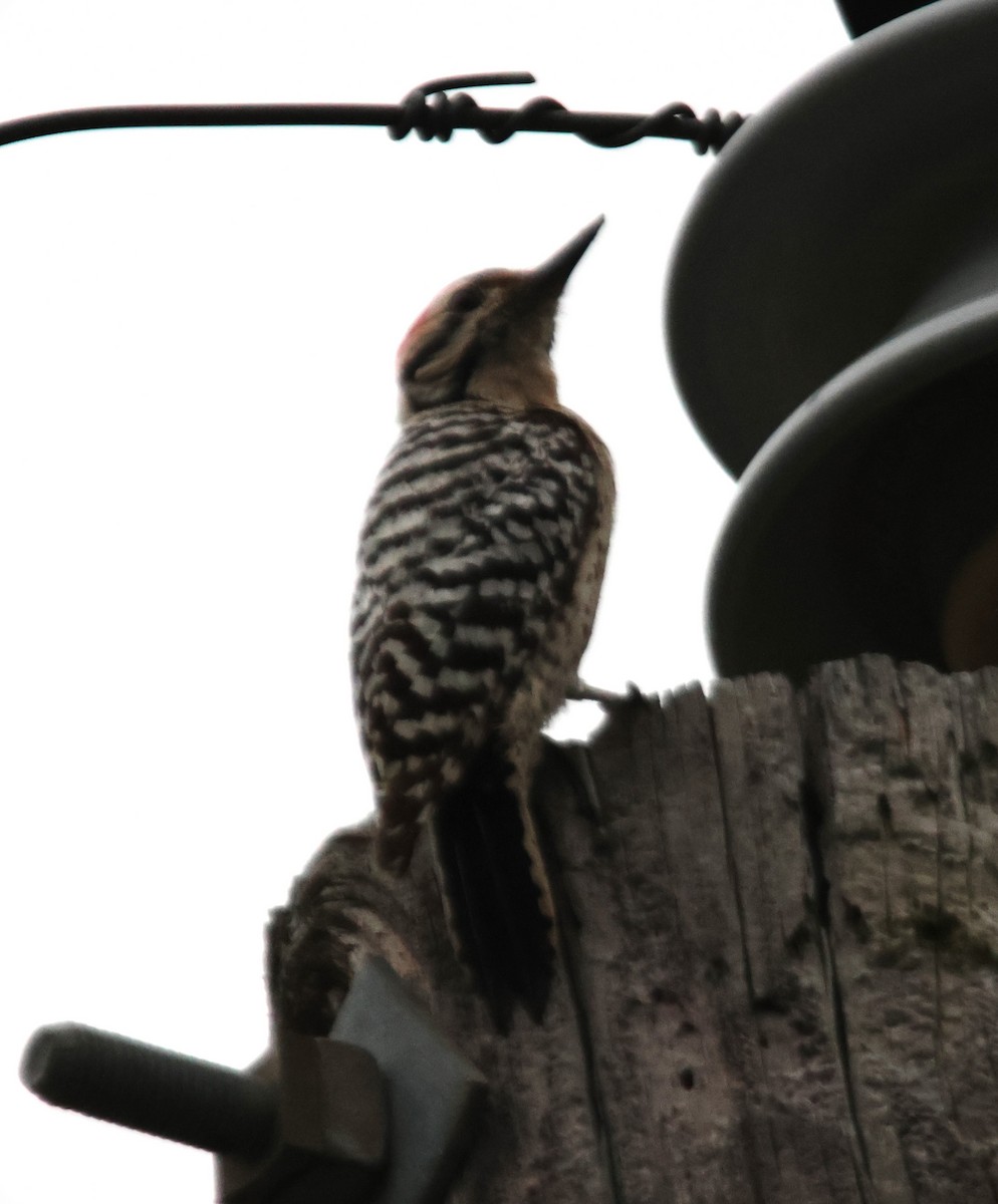 Ladder-backed Woodpecker - ML617952594