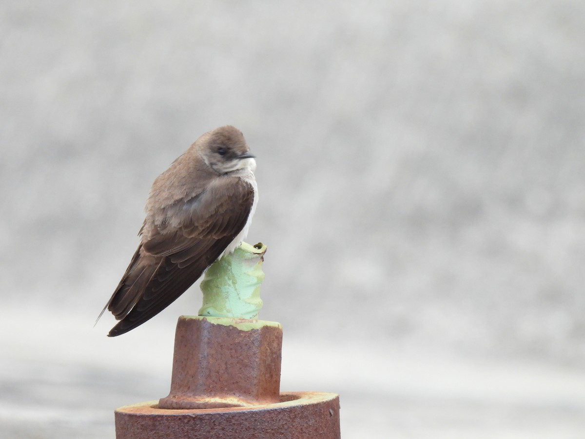 Northern Rough-winged Swallow - ML617952598