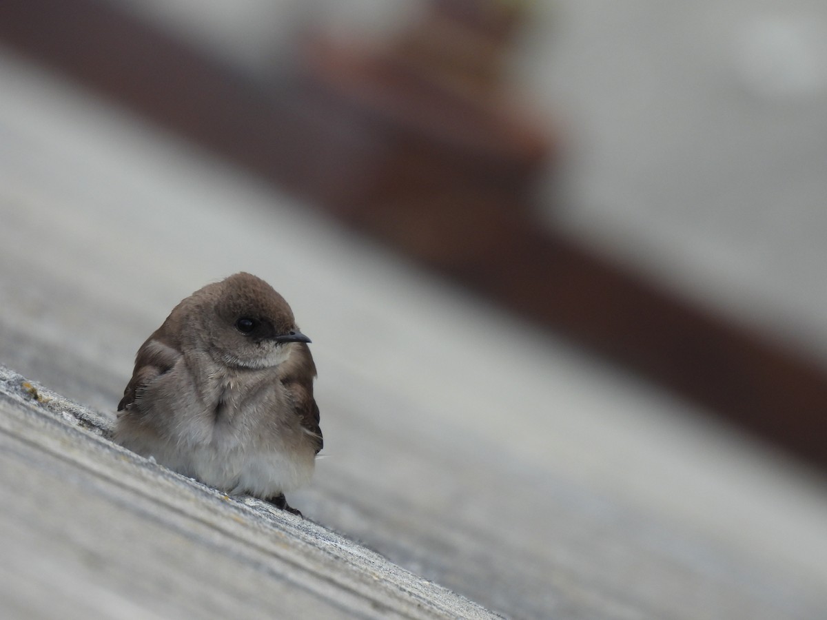 Northern Rough-winged Swallow - ML617952628