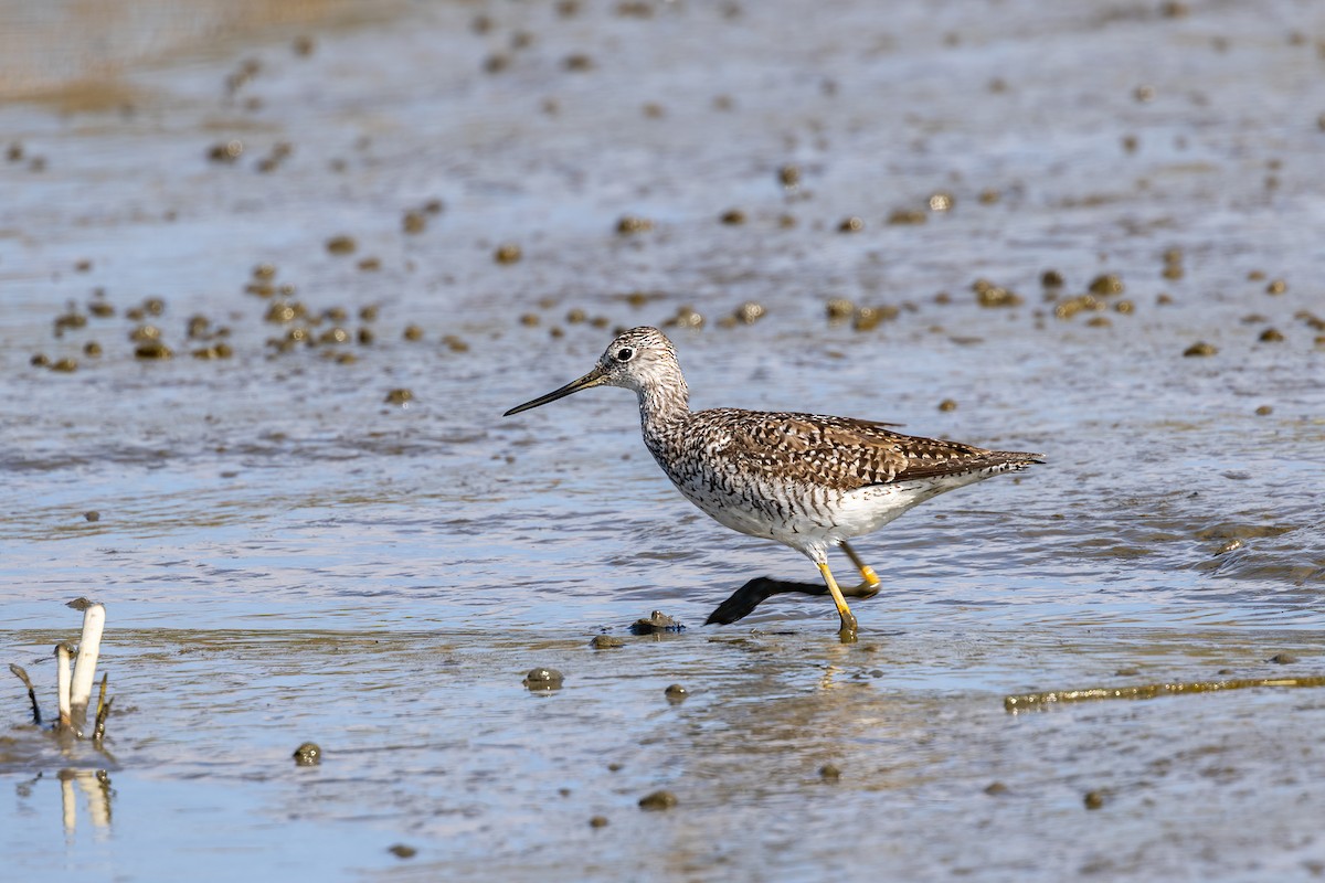 Willet - ML617952629