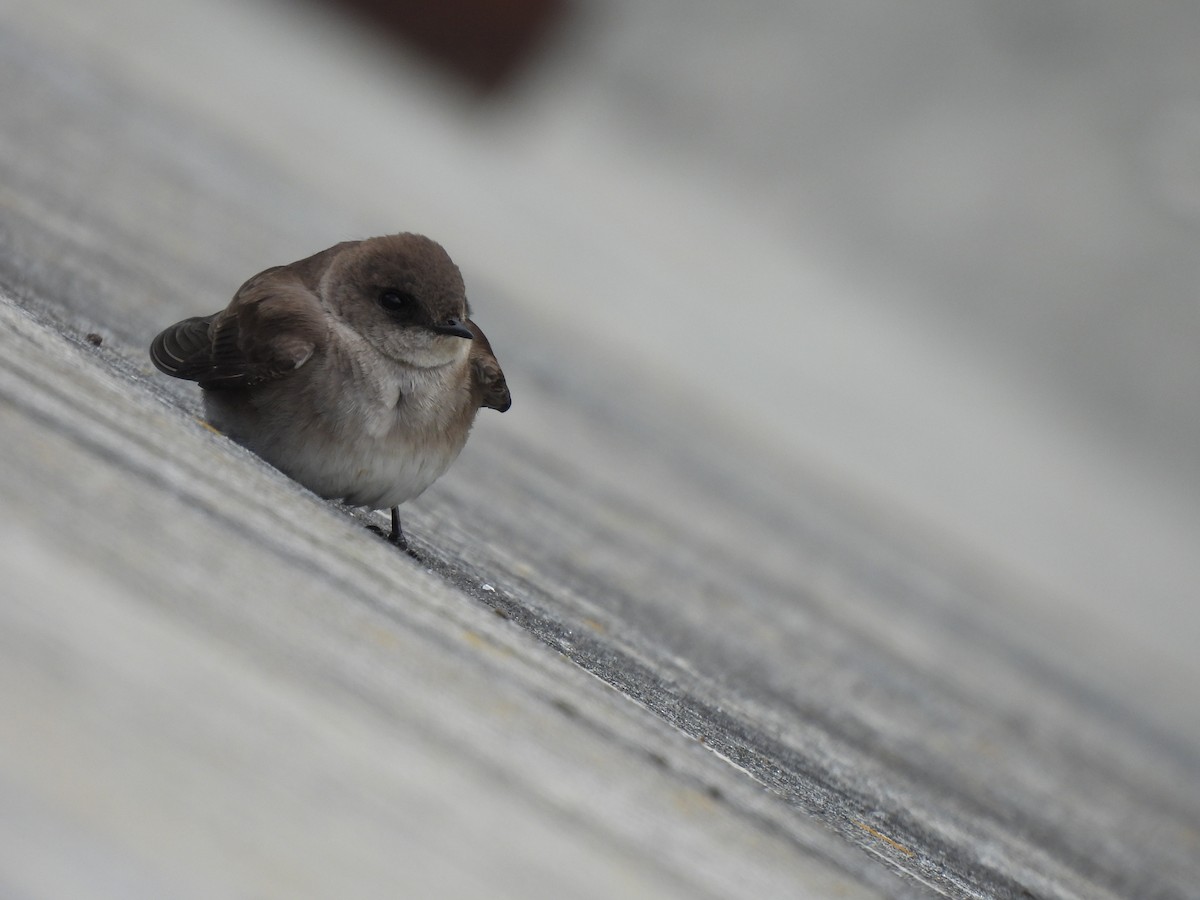 Northern Rough-winged Swallow - ML617952646