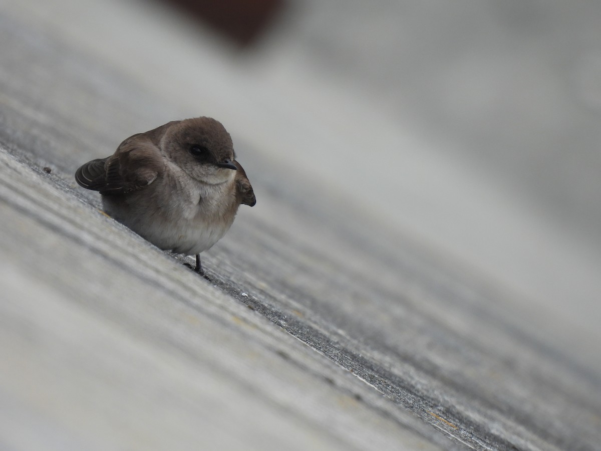 Golondrina Aserrada - ML617952646