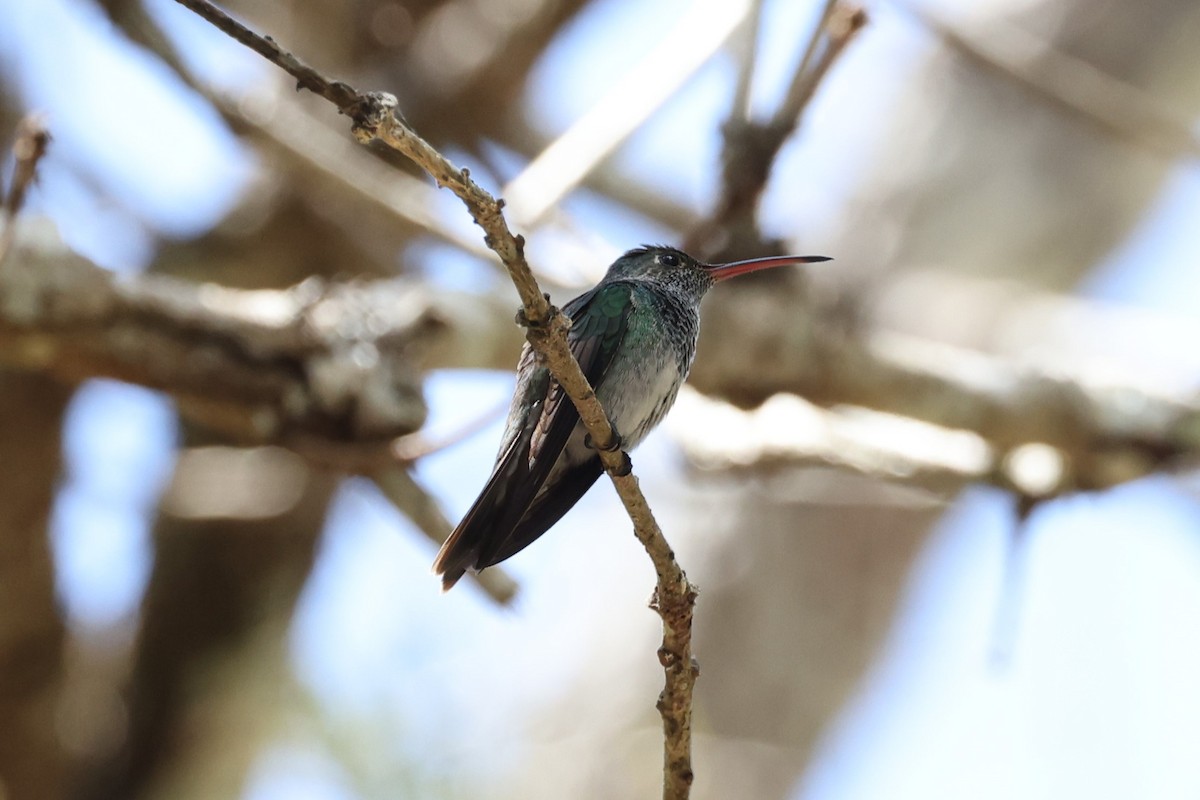 kolibřík honduraský - ML617952656