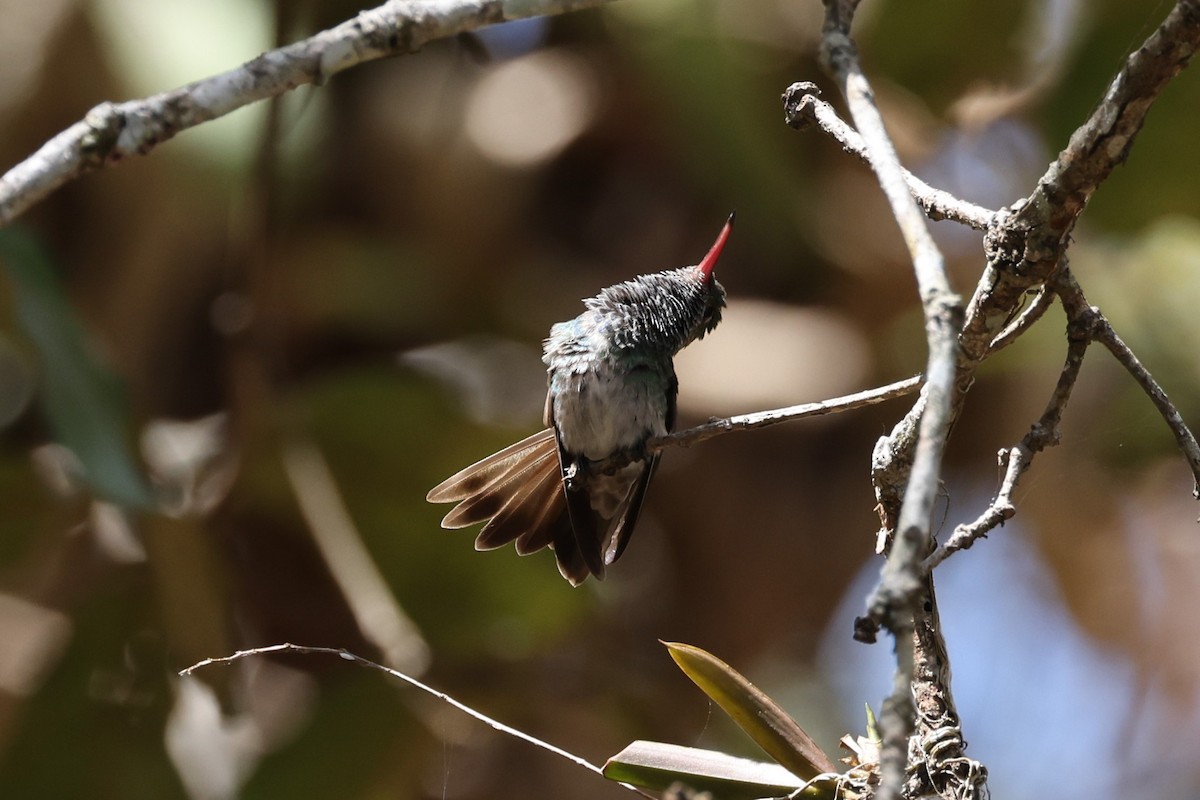 kolibřík honduraský - ML617952661