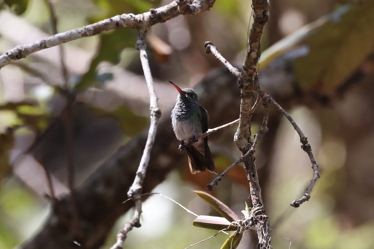 kolibřík honduraský - ML617952667