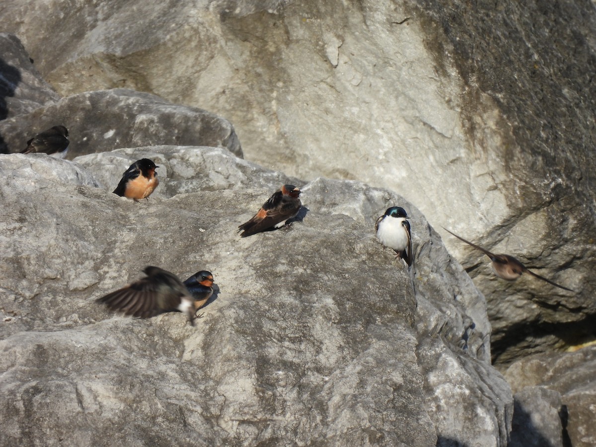 Cliff Swallow - ML617952670