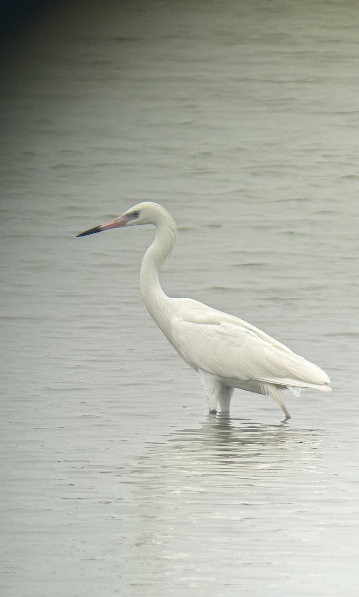 Reddish Egret - ML617952673