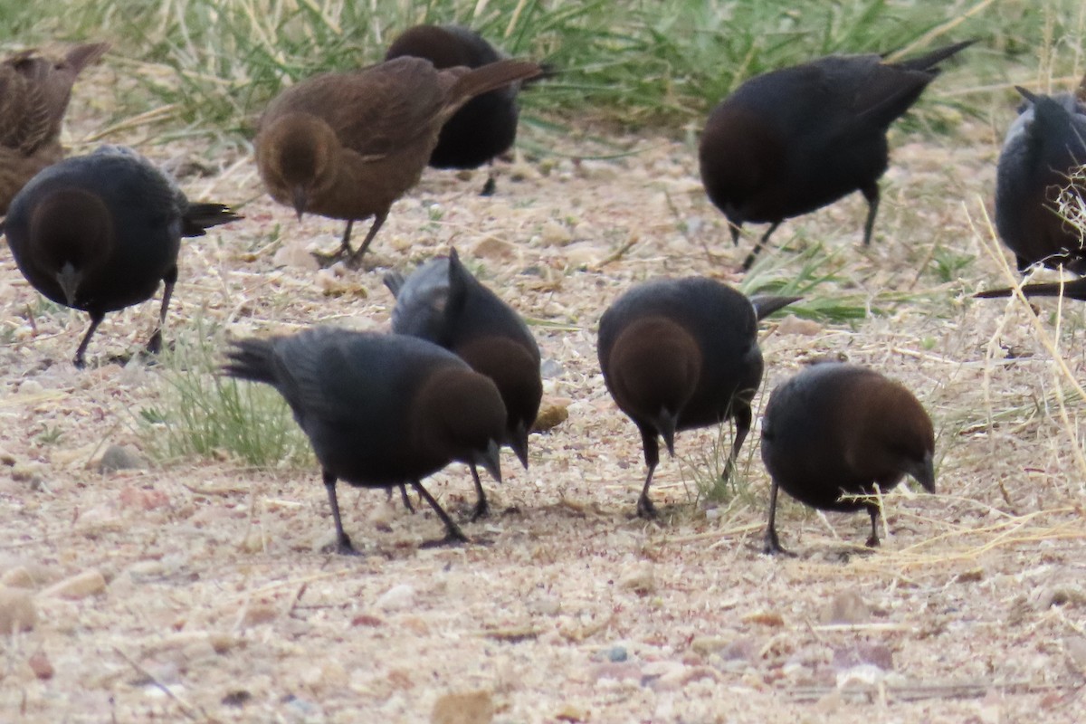 Brown-headed Cowbird - ML617952711