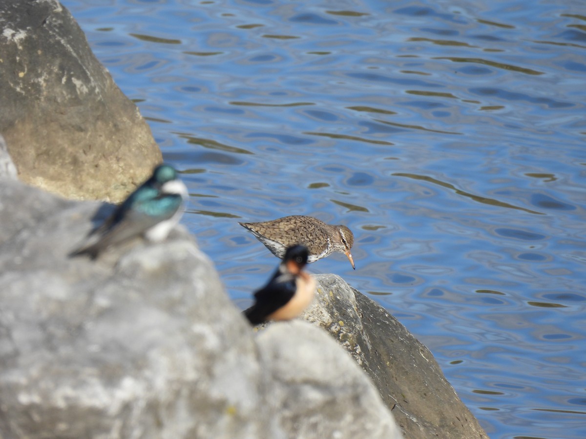 Spotted Sandpiper - ML617952725