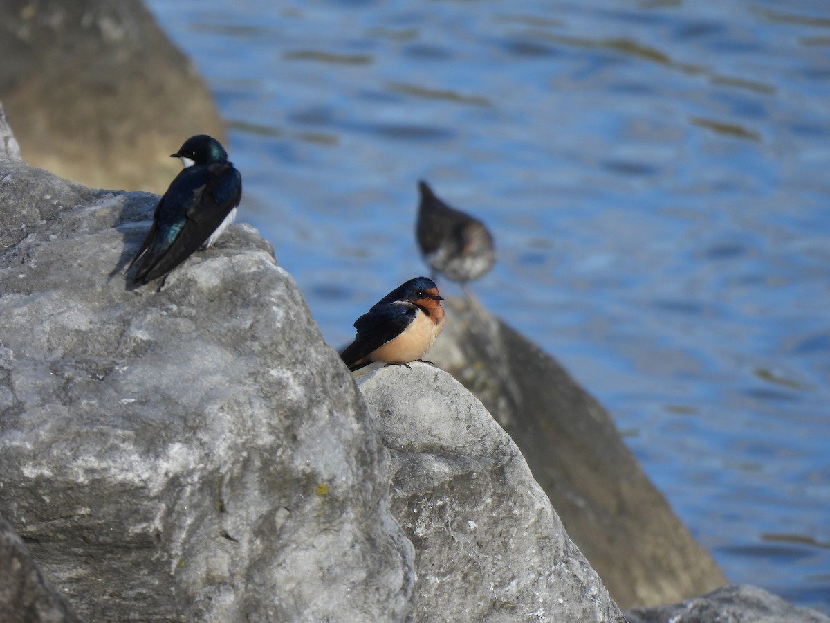 Barn Swallow - ML617952743