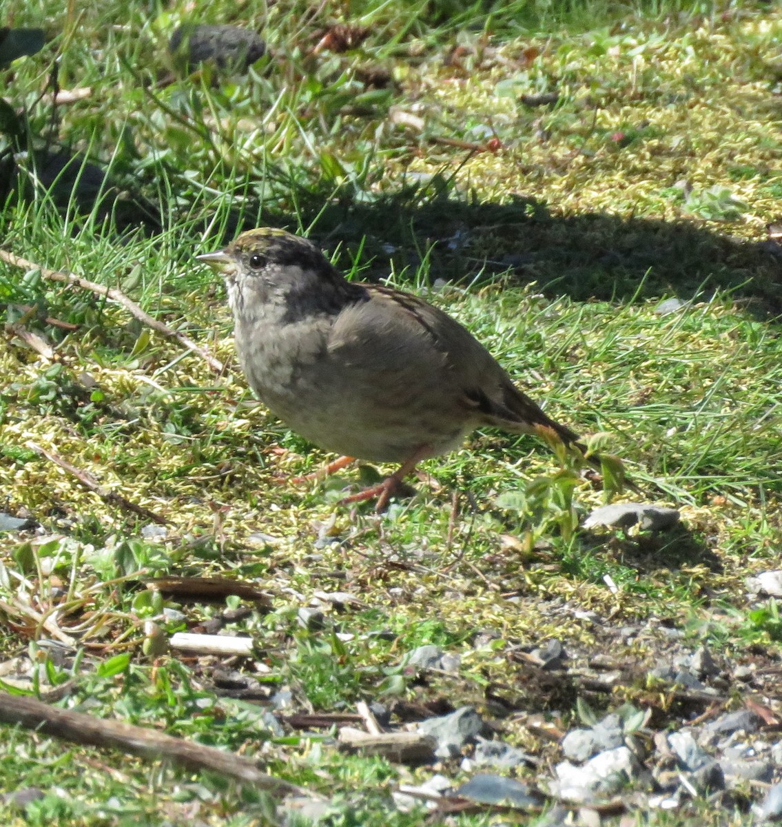 Golden-crowned Sparrow - Bea Harrison