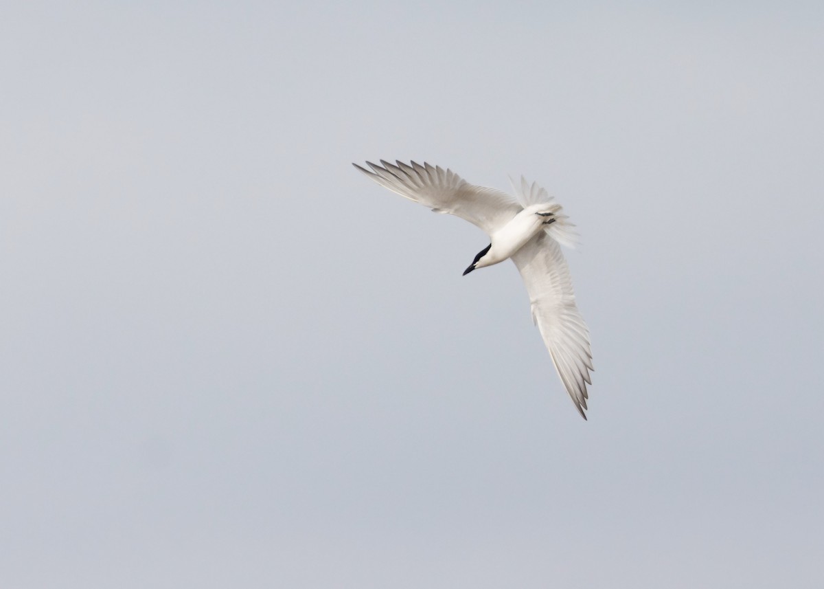 Gull-billed Tern - ML617952771