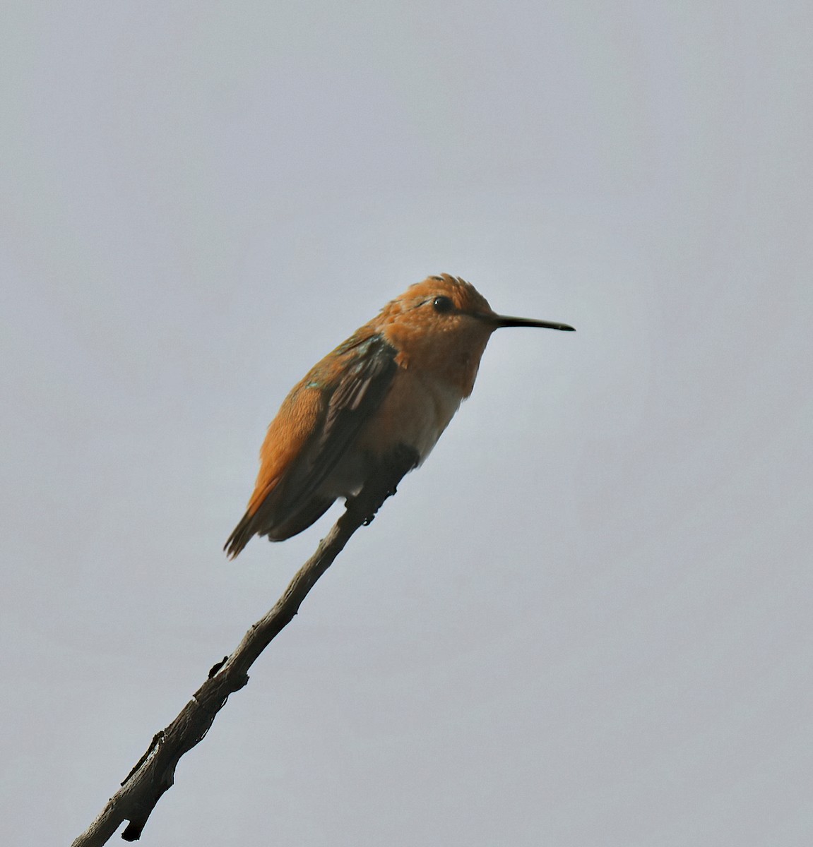 Rufous/Allen's Hummingbird - Barbara Wise