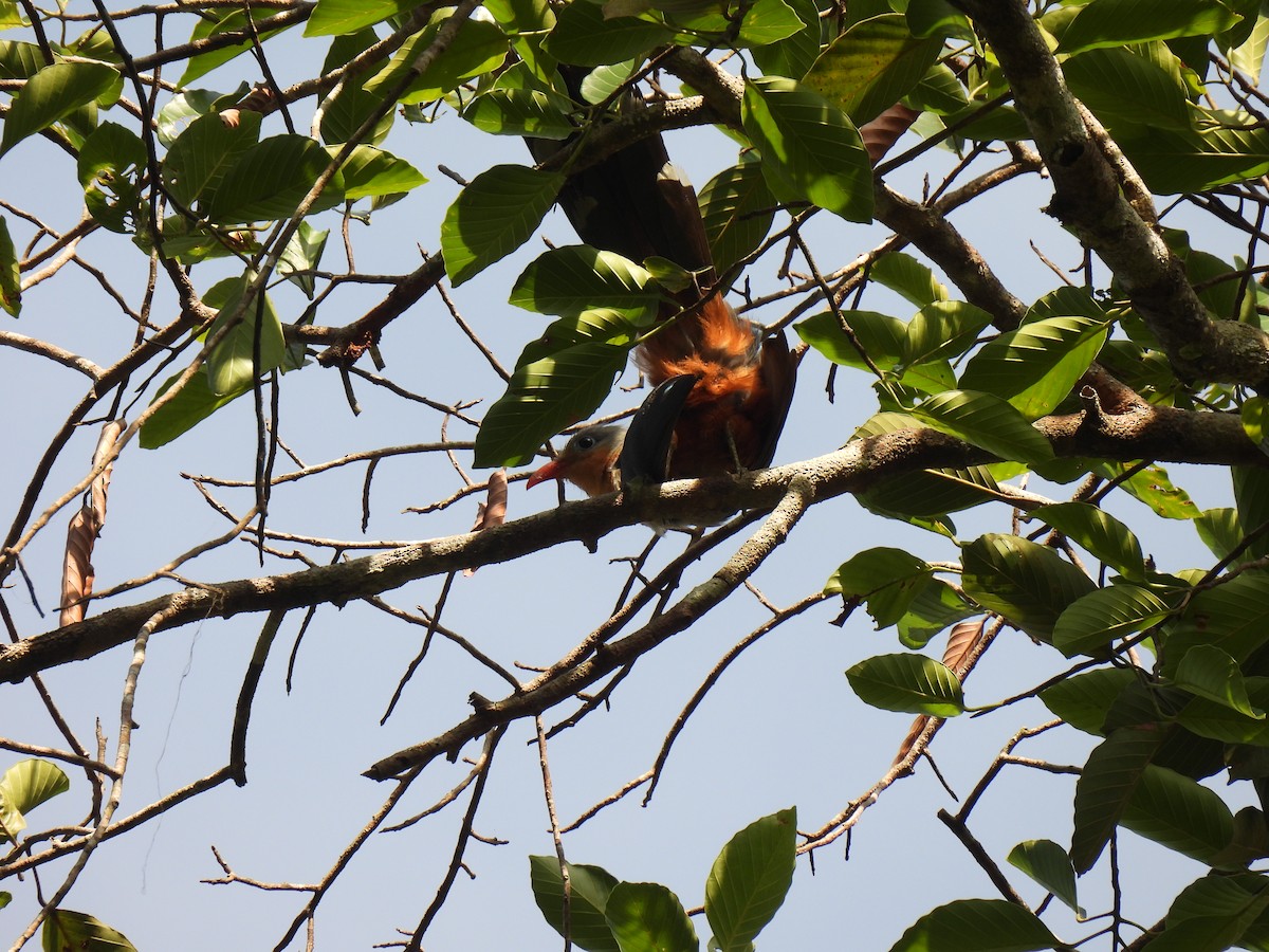 Red-billed Malkoha - ML617952889