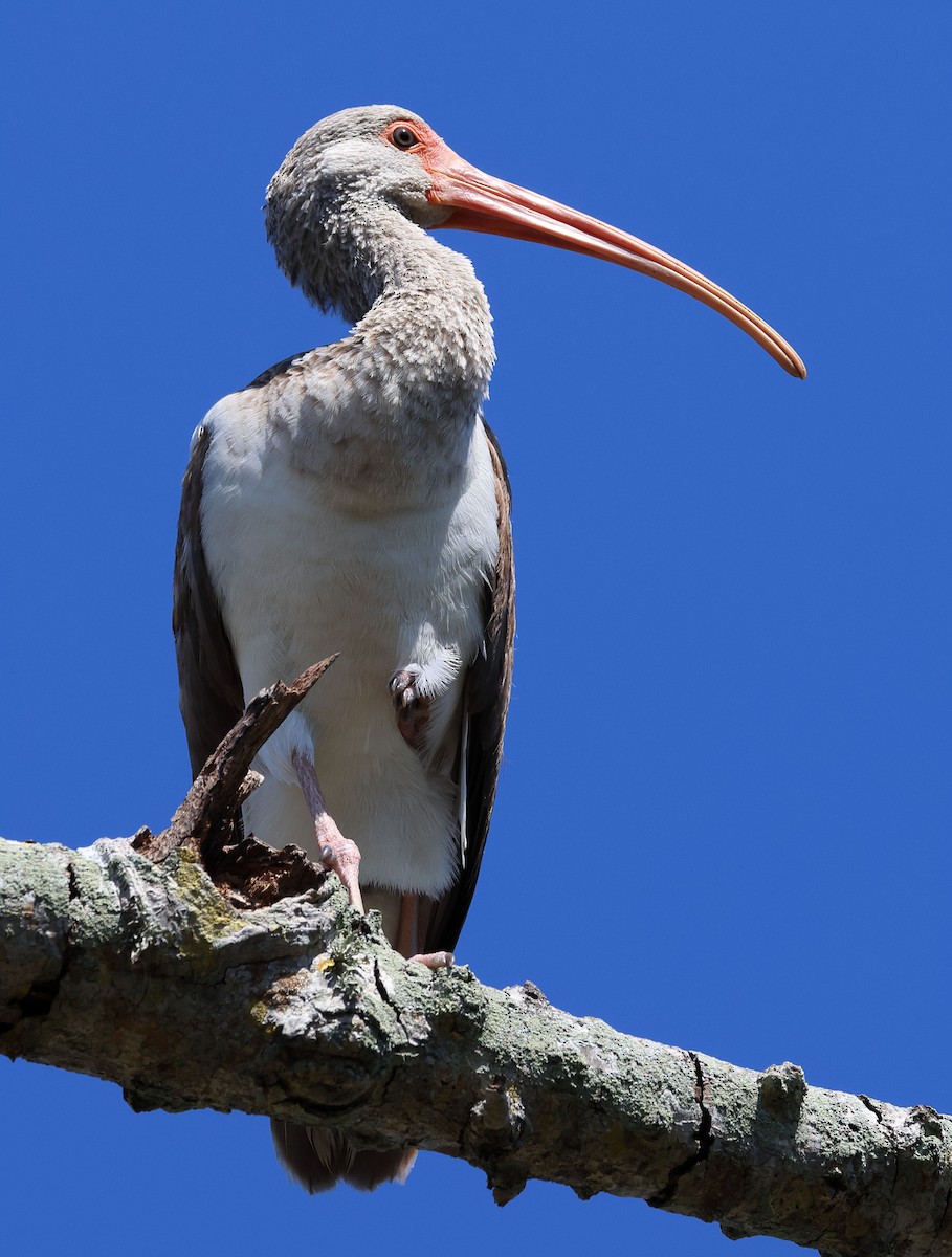 ibis bílý - ML617952925