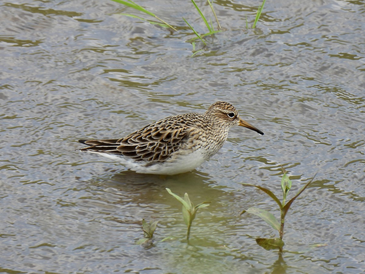 Pectoral Sandpiper - Jana Singletary