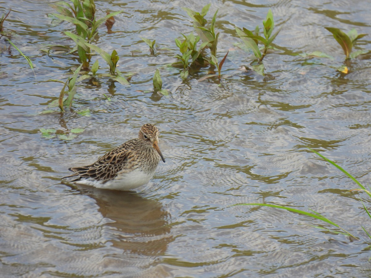 Pectoral Sandpiper - Jana Singletary