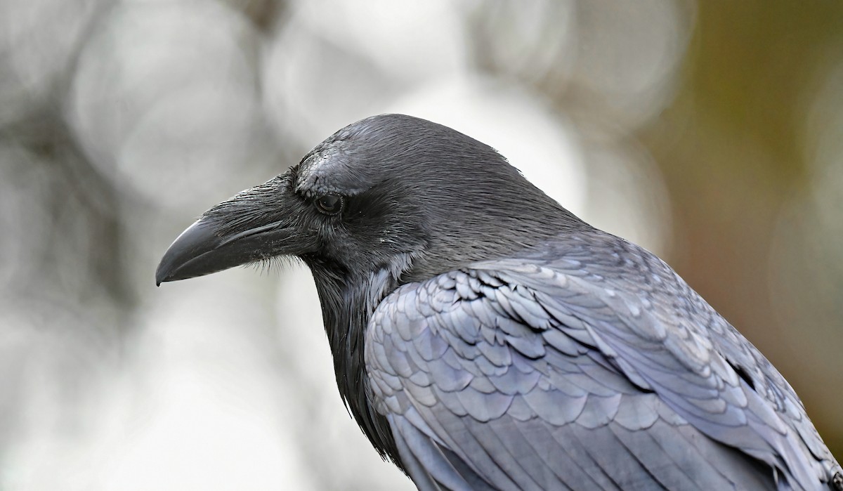 Common Raven - Barbara Wise