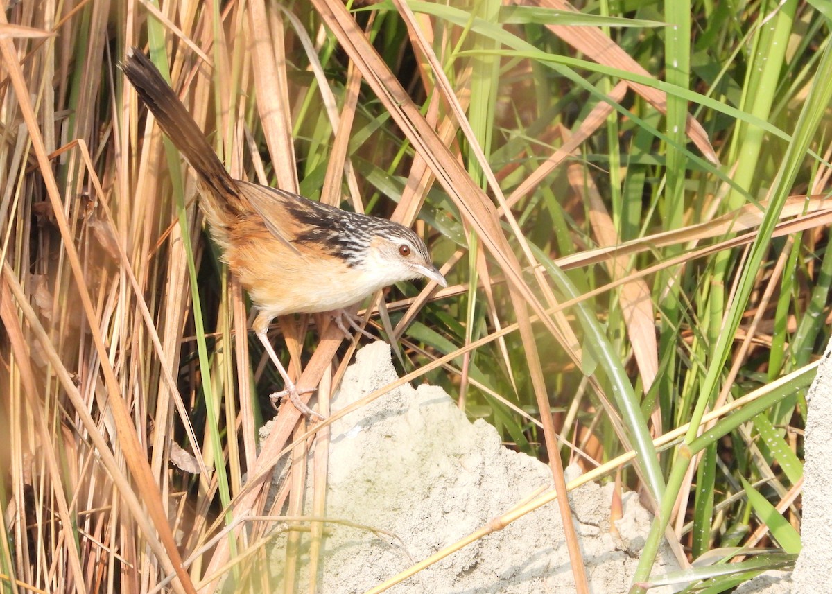 Indian Grassbird - ML617952971