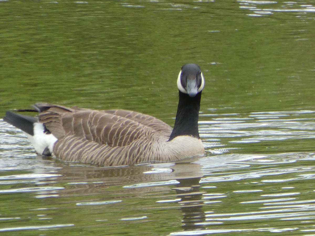 Canada Goose - Tammy Thompson