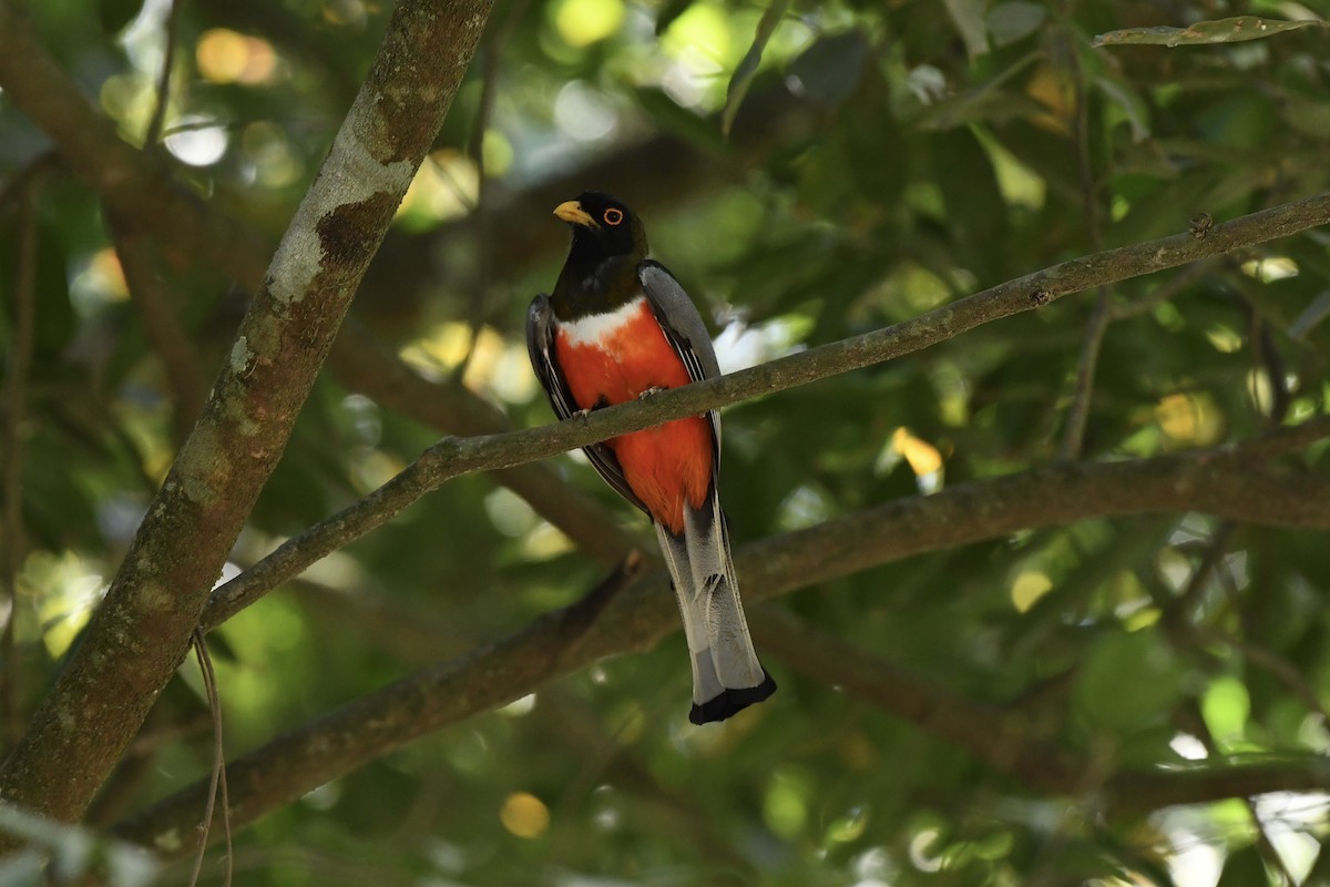 Elegant Trogon - L.Vidal Prado Paniagua