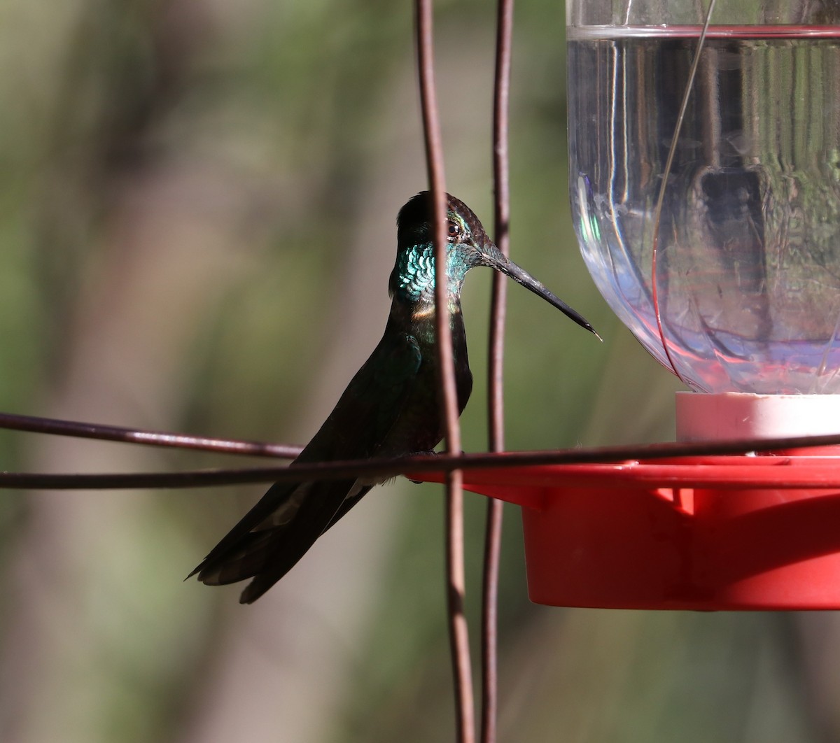 Rivoli's Hummingbird - Tim Murphy