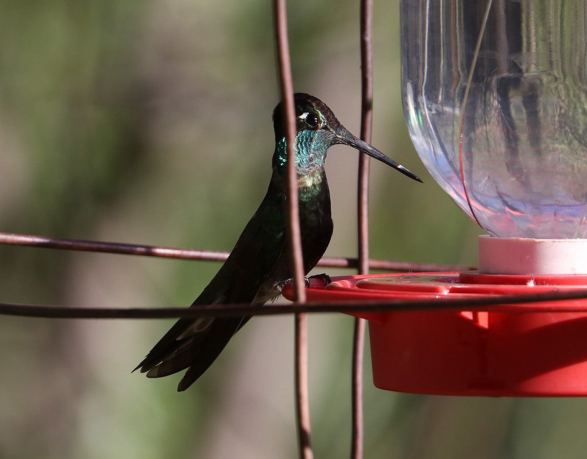 Rivoli's Hummingbird - Tim Murphy